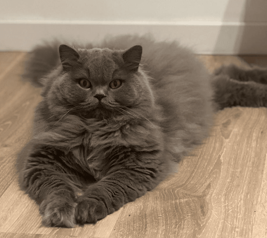 Verzorgde grijze kat